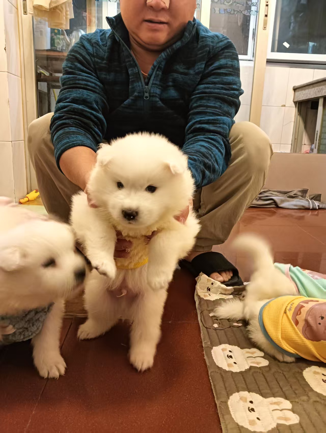 驱虫做齐，平时喂的是幼犬粮，性格特别黏人，一喊就凑过来蹭手～